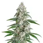 Green Girl Scout Cookies x Chemdog buds with orange pistils and a trichome coating.