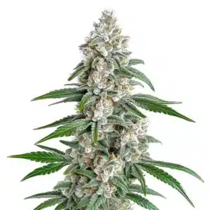 Green Girl Scout Cookies x Chemdog buds with orange pistils and a trichome coating.