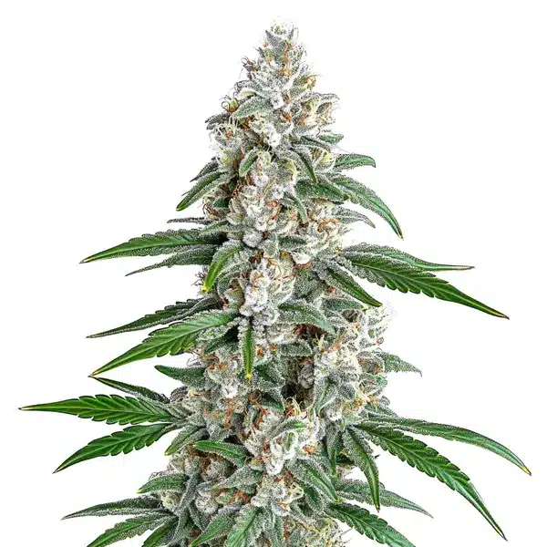 Green Girl Scout Cookies x Chemdog buds with orange pistils and a trichome coating.