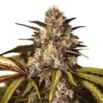 Girl Scout Cookies x Do-Si-Dos cannabis strain with frosty buds and vibrant leaf hues.