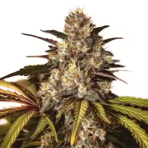 Girl Scout Cookies x Do-Si-Dos cannabis strain with frosty buds and vibrant leaf hues.