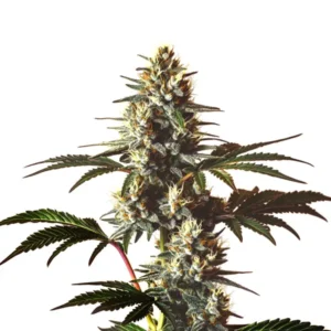 Purple-hued buds of God's Gift strain with frosty trichomes