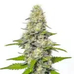 Frosty Gorilla x White Widow cannabis buds with a thick trichome layer.