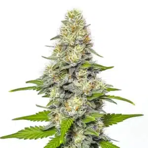 Frosty Gorilla x White Widow cannabis buds with a thick trichome layer.