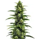 Dense Gushers buds with purple undertones, orange pistils, and shiny trichomes.