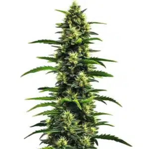 Dense Gushers buds with purple undertones, orange pistils, and shiny trichomes.