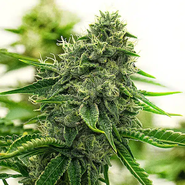 Dense buds of Hippo High strain with citrus aroma and frosty trichomes.