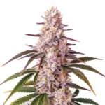 Cannabis plant of Ice Cream Cake strain, showing frosty buds with purple and orange hues and lush green leaves.