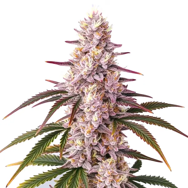 Cannabis plant of Ice Cream Cake strain, showing frosty buds with purple and orange hues and lush green leaves.