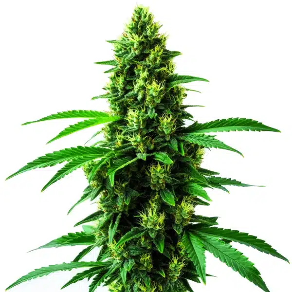 Irish Cream cannabis plant with frosty buds and vibrant green leaves.