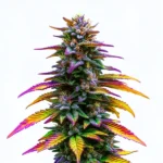 Jealousy cannabis plant with vibrant multicolored leaves, dense purple buds, and bright orange pistils