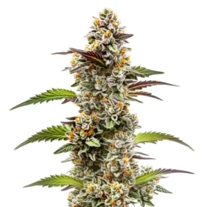 Frosty Jungle Breath buds with purple-tinged leaves