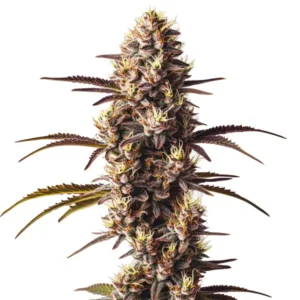 Dense London Pound Cake buds with sugary resin and purple hue