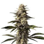 Mac Rillaz F1 cannabis strain with dense frosty buds and hybrid genetics