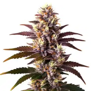 Mazar x Blueberry cannabis plant with vibrant purple buds and resinous structure.