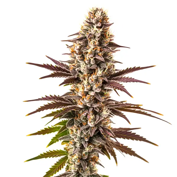 Dense purple buds of the Melonade strain with frosty trichomes, emphasizing vibrant colors.