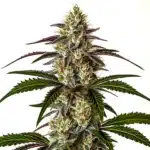 Moby x Do-Si-Dos cannabis bud combining dense flowers and frosty resin.