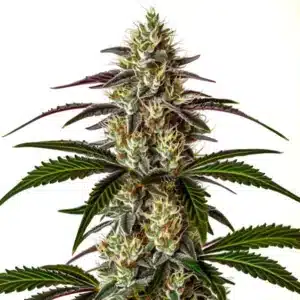 Moby x Do-Si-Dos cannabis bud combining dense flowers and frosty resin.