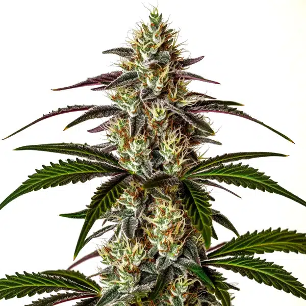 Moby x Do-Si-Dos cannabis bud combining dense flowers and frosty resin.