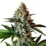 Close-up of Mochalope x Do-Si-Dos cannabis plant with dense frosty buds and dark green leaves.