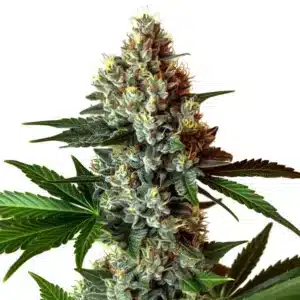 Close-up of Mochalope x Do-Si-Dos cannabis plant with dense frosty buds and dark green leaves.