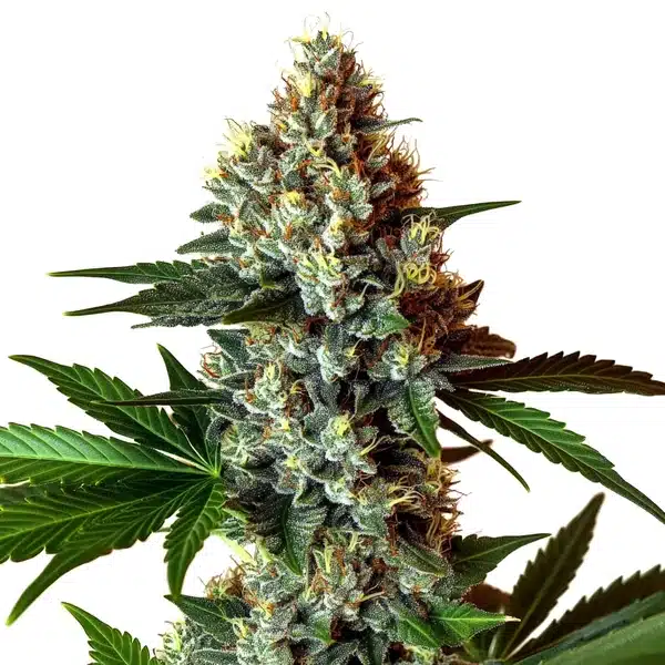 Close-up of Mochalope x Do-Si-Dos cannabis plant with dense frosty buds and dark green leaves.