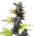 Mochi Gelato cannabis plant with purple and green hues, coated in resin.