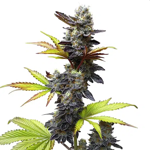Mochi Gelato cannabis plant with purple and green hues, coated in resin.