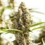 Monkey OG cannabis plant with thick resin-coated buds and vibrant green leaves.