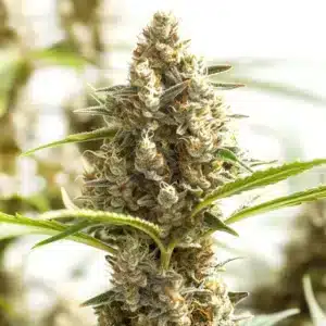 Monkey OG cannabis plant with thick resin-coated buds and vibrant green leaves.