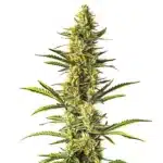 Orange Cream plant featuring orange pistils, vibrant green buds, and a creamy resin texture