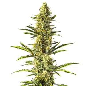 Orange Cream plant featuring orange pistils, vibrant green buds, and a creamy resin texture