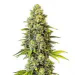 Dense green cannabis bud with trichome-rich coating and orange pistils, highlighting the Original Glue strain.