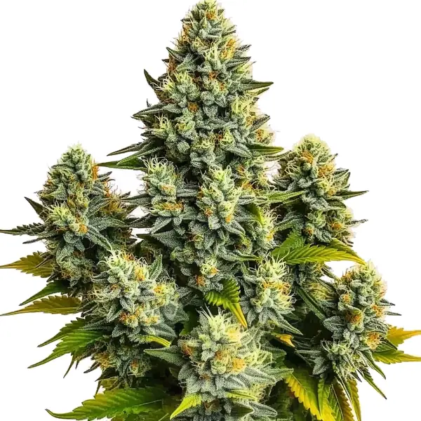 Pineapple Chunk cannabis plant with dense, frosty buds covered in trichomes, surrounded by lush green leaves and orange pistils.