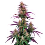 Pink Runtz cannabis plant with colorful buds and fruity aroma from Blimburn Seeds