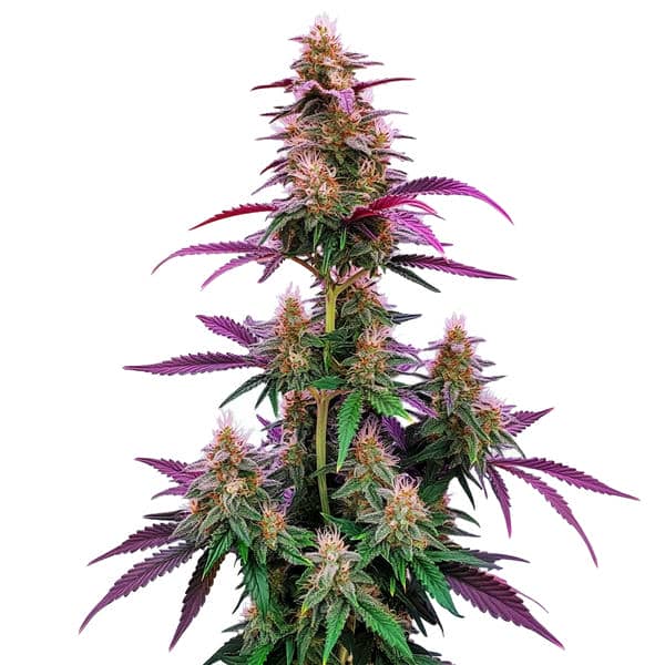 Pink Runtz cannabis plant with colorful buds and fruity aroma from Blimburn Seeds