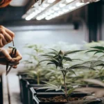 Hands pruning a cannabis plant with small scissors in a row of potted plants under bright grow lights.