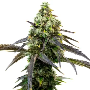 RS11 cannabis strain with dense buds and a mix of dark green and purple leaves, showcasing its potent genetics and rich trichome coverage.