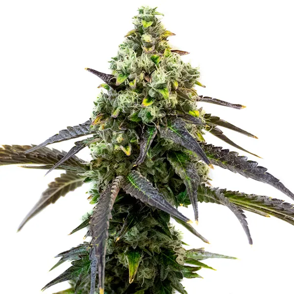 RS11 cannabis strain with dense buds and a mix of dark green and purple leaves, showcasing its potent genetics and rich trichome coverage.