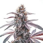 Rotten Zkittlez cannabis plant with vibrant, colorful buds and sweet aroma from Blimburn Seeds