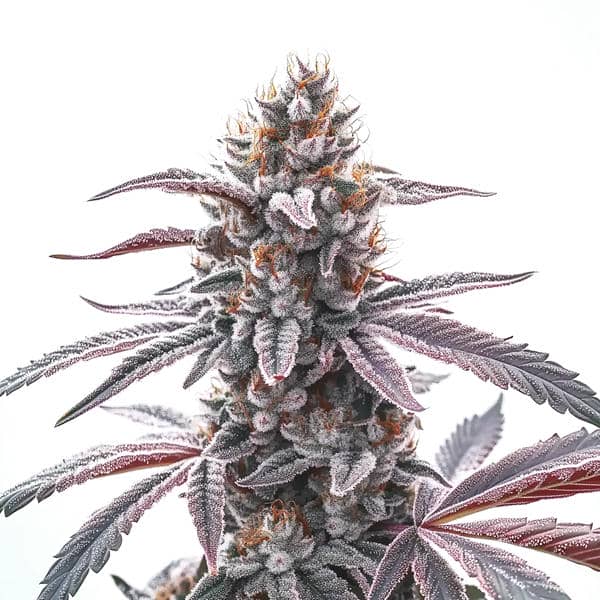 Rotten Zkittlez cannabis plant with vibrant, colorful buds and sweet aroma from Blimburn Seeds