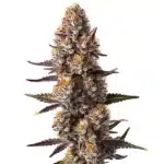 Rude Boy OG cannabis plant with vibrant green buds and orange pistils.