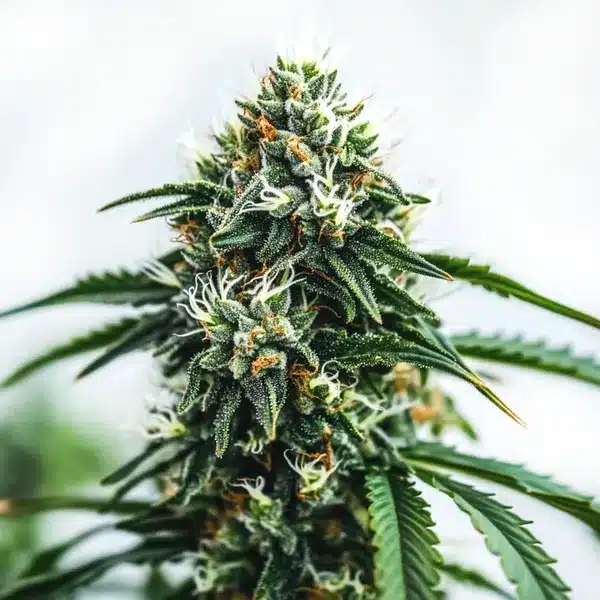 Tall Scrambler Haze buds with vibrant green hues and sparkling trichomes.