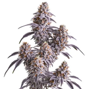 Close-up of a Slurricane cannabis plant with purple buds and frosty trichomes.