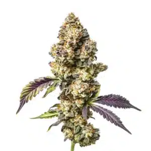 Sour Mac cannabis flower with frosty buds, orange pistils, and purple-green sugar leaves.
