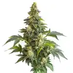 Strawberry Diesel cannabis bud with frosty trichomes, orange hairs, and purple-green leaves.