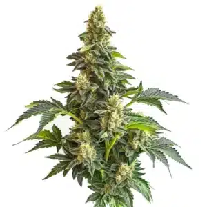 Strawberry Diesel cannabis bud with frosty trichomes, orange hairs, and purple-green leaves.