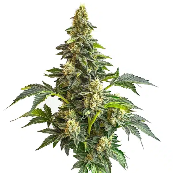 Strawberry Diesel cannabis bud with frosty trichomes, orange hairs, and purple-green leaves.