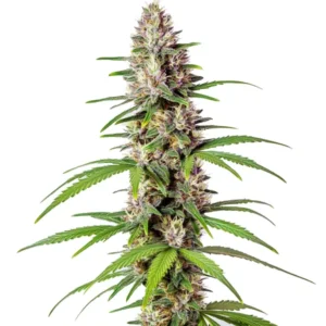 Sugar Haze Fast Version cannabis plant with frosty green buds and elongated leaves