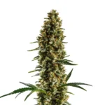 Sugar Haze Regular cannabis plant with long, trichome-covered buds.